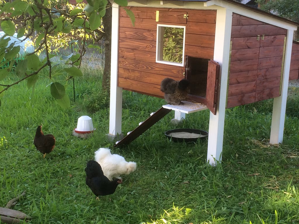 Hühnerstall selber bauen